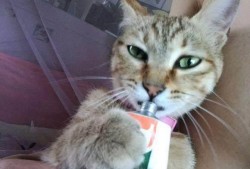 猫抓老鼠最新爆料,悬念迭起，反转不断！