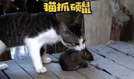 猫抓老鼠最新爆料,悬念迭起，反转不断！